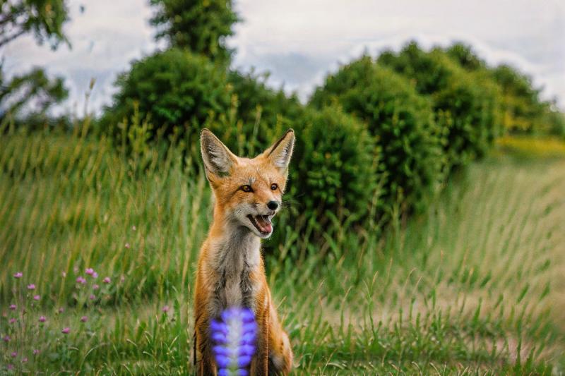 62501456-3036377094-_lora_animals-HXZ_0.7_polar animals, animals, no humans, realistic, flower, blurry, outdoors,arctic fox,roar.png